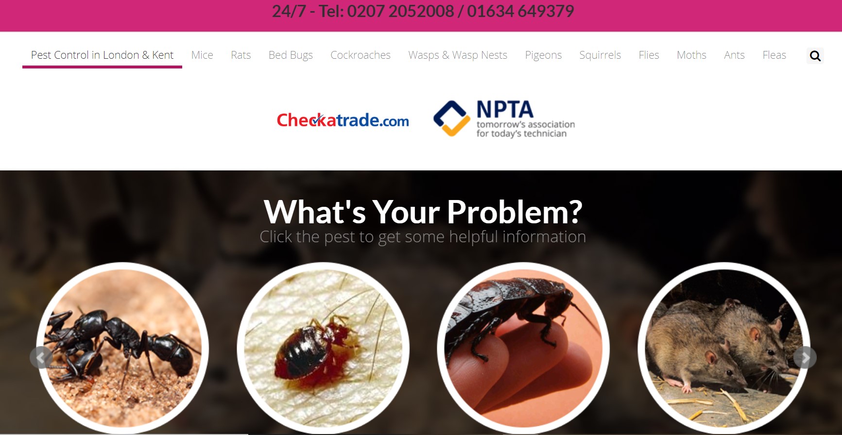 Top 13 Pest Control Services Companies in London | London Business News