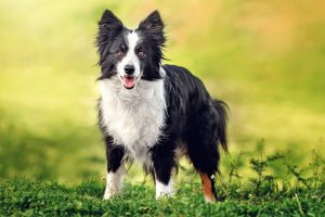 Border Collie