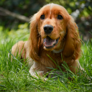 Cocker Spaniel