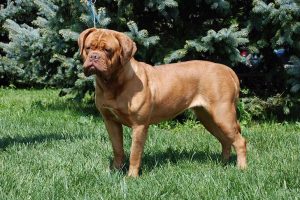 Dogue de Bordeaux