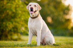 Labrador Retriever