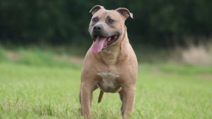 Staffordshire Bull Terrier