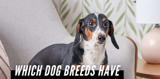 Which Dog Breeds Have The Longest Life Span