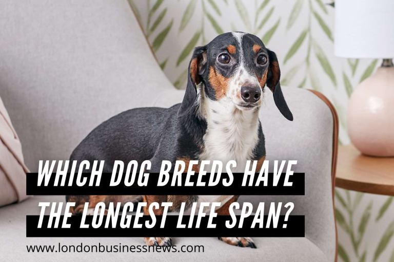 Which Dog Breeds Have The Longest Life Span to make the best Four-Legged Companions For Busy Londoners?