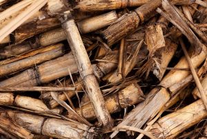 The Introduction of Sugarcane Polyolefin Materials