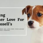 londoners-top-dog-choice-jack-russells-with-long-life