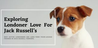 londoners-top-dog-choice-jack-russells-with-long-life