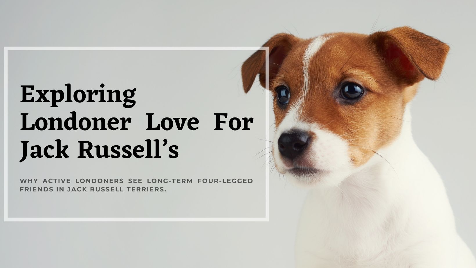 londoners-top-dog-choice-jack-russells-with-long-life