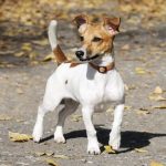 jack russell terrier long lifespan