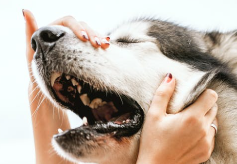 dog-bite-personal-injury