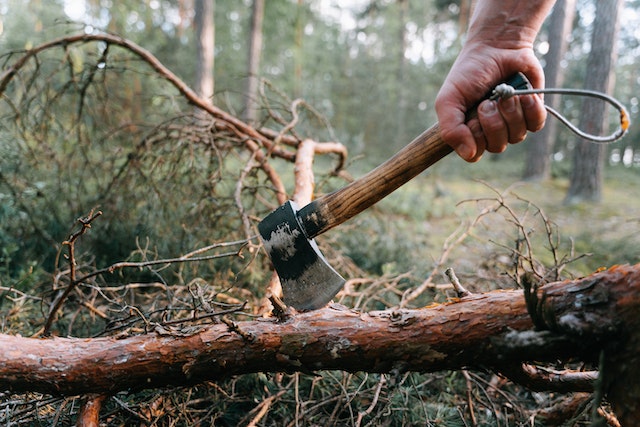 alternatives-to-cut-down-a-tree-on-a-london-property-safely