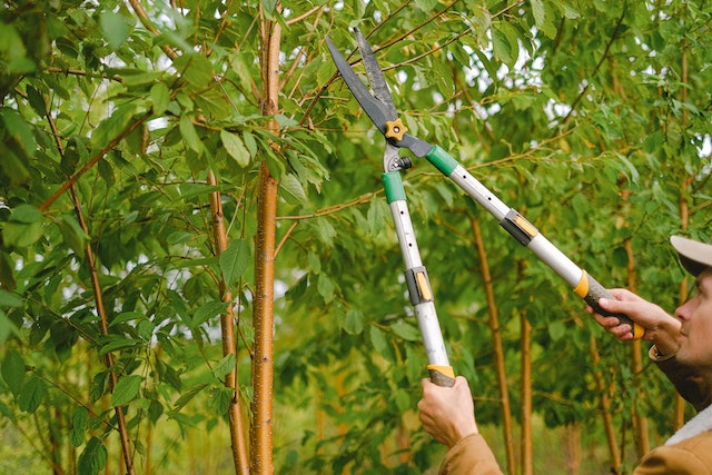 how-to-cut-down-a-tpo-tree-on-a-london-property-according-to-laws-and-regulations