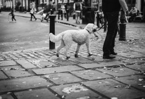 take-a-furry-friend-out-for-a-walk-to-make-extra-money-in-london