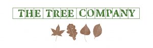 the-tree-company-london-tree-surgeon